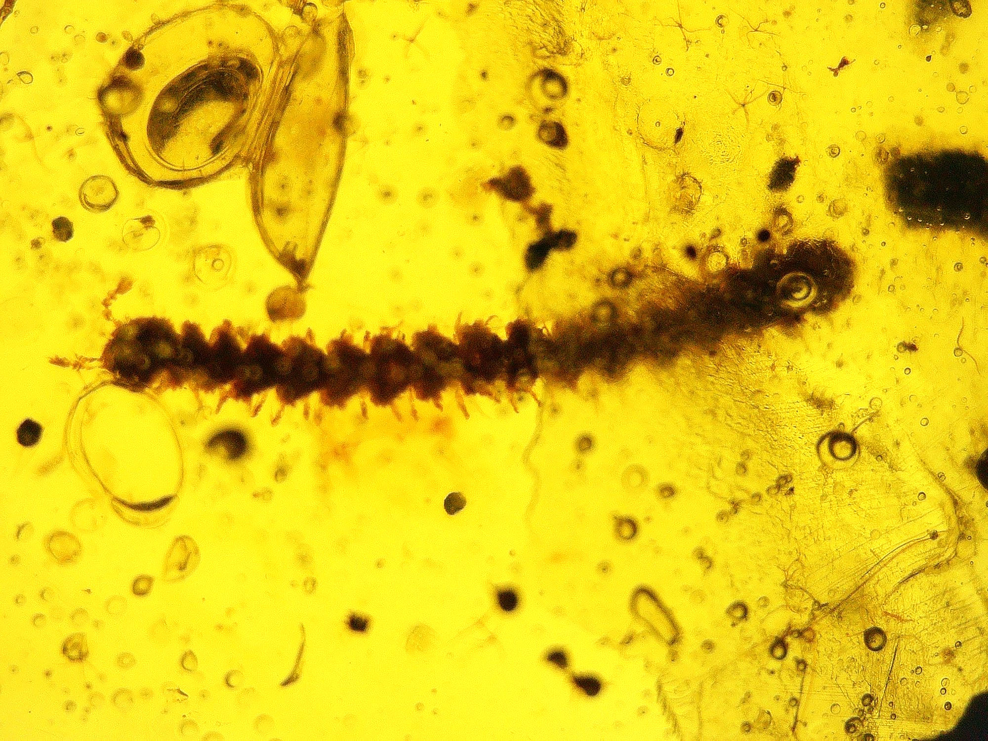 Burmese amber millipede on macrame bracelet under microscope