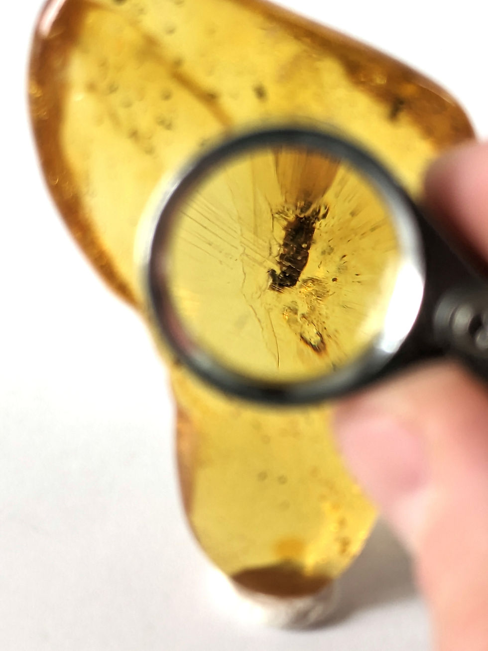 Thumbnail: Amber with Insects #416 • Beetles