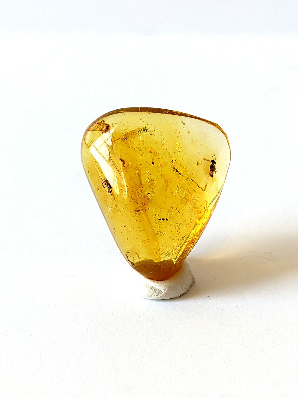 Thumbnail: Amber With Insects #276 • Stingless Bees and Crane Fly