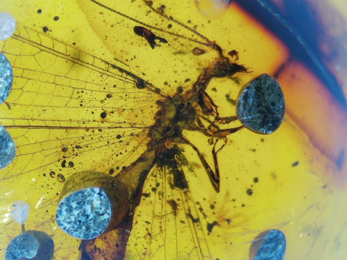 Amber with insects #963 • Burmese amber with stone fly