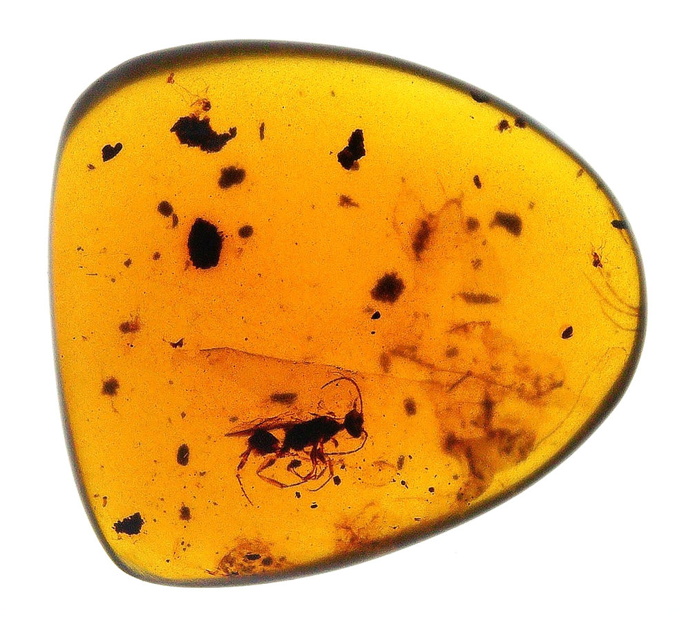 Burmese amber with wasp over light board