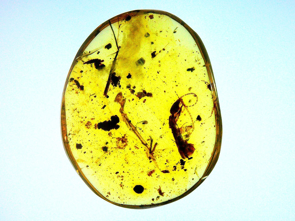 Burmese Amber with unidentified insect inclusion displayed on a light board