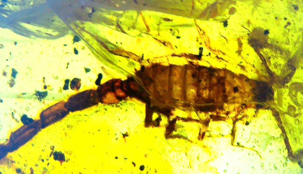 Burmese Amber with scorpion inclusion under a microscope
