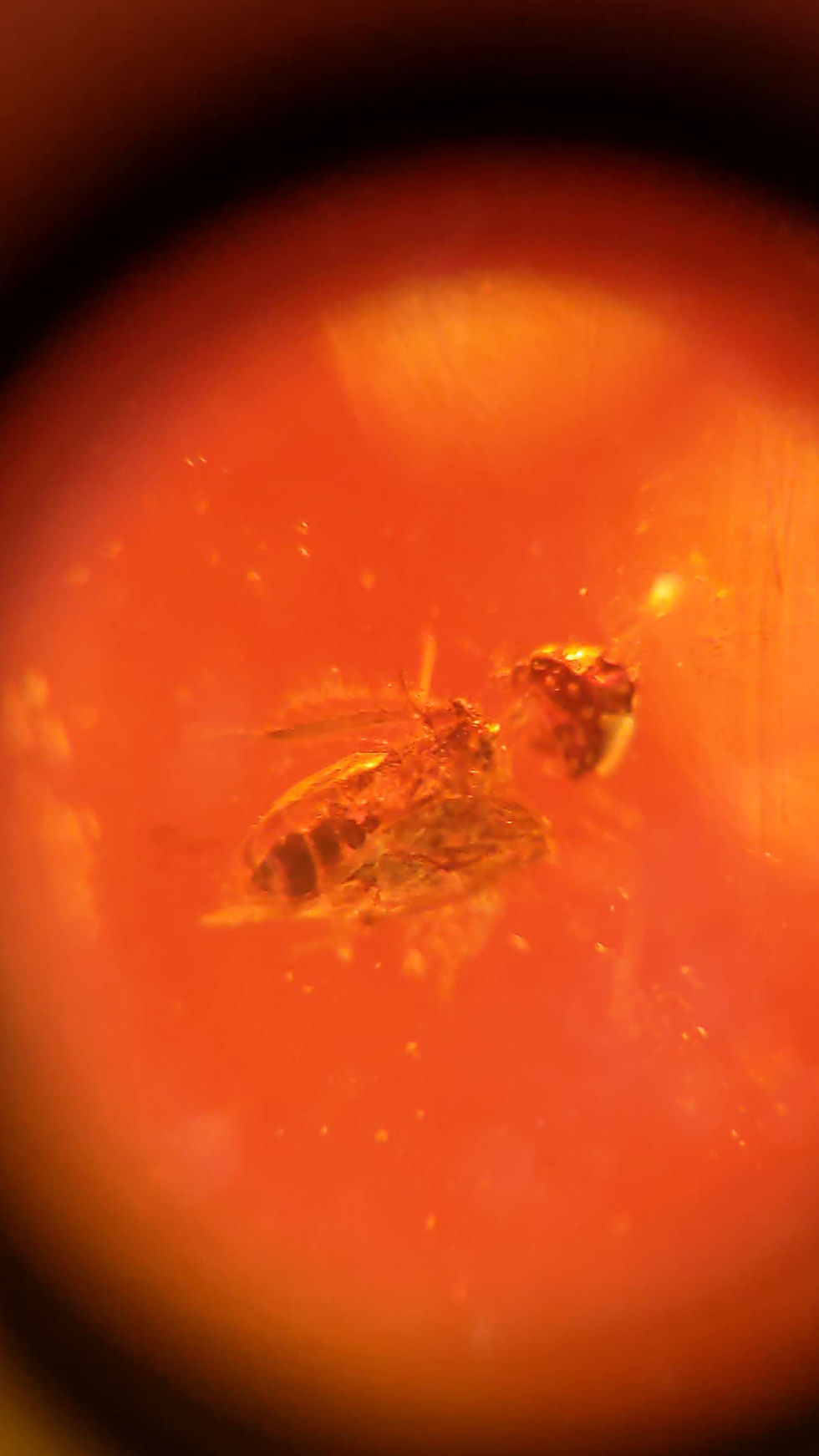 Thumbnail: Amber With Insects #140 • Cabochon With 2 Flies And More 