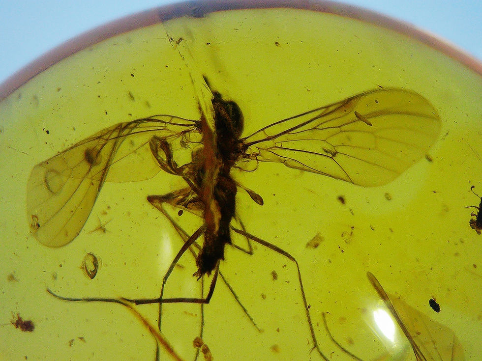 Thumbnail: Amber Jewelry • .925 pendant with mosquitos • #49