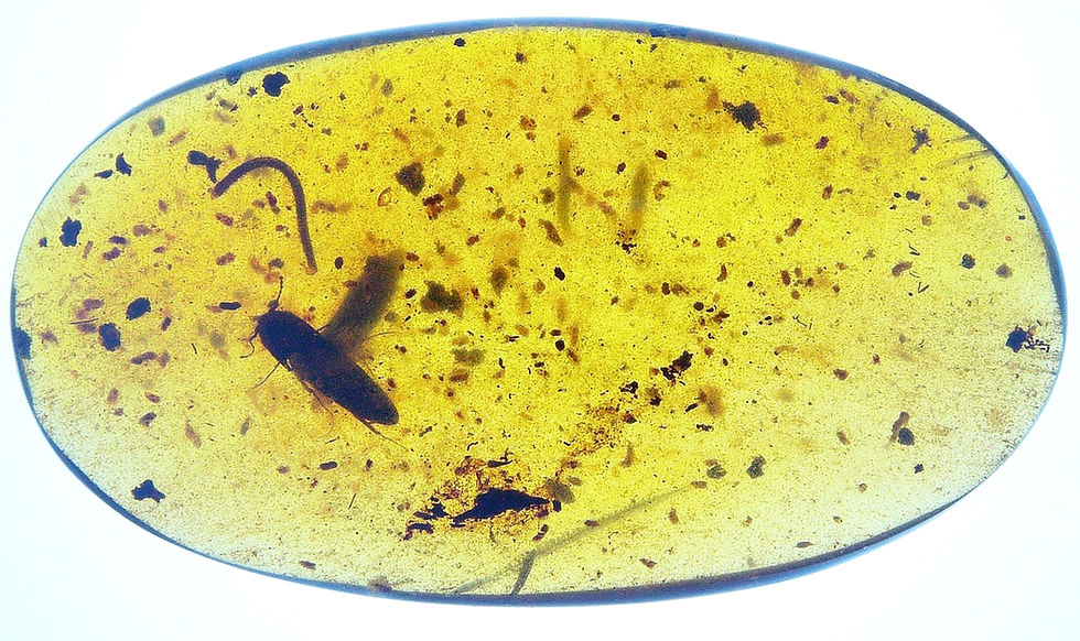 Thumbnail: Burmese amber with millipede and beetle over light board