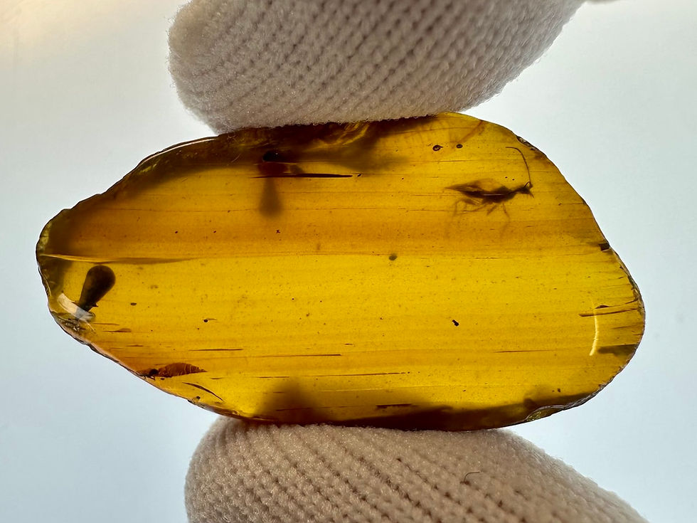 Burmese amber with wasp held by two fingers