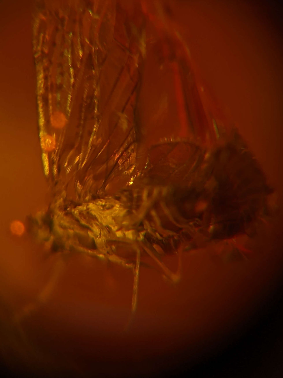 Thumbnail: Amber With Insect #120 • Butterfly In Cabochon