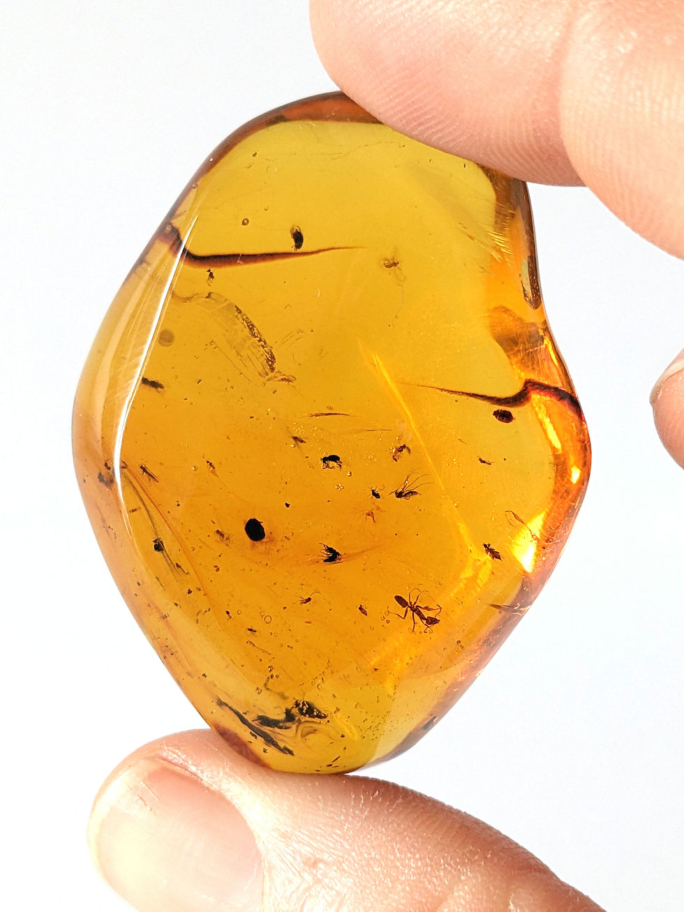 Thumbnail: Amber With Insects #202 • Ant, Mosquito, And Many More
