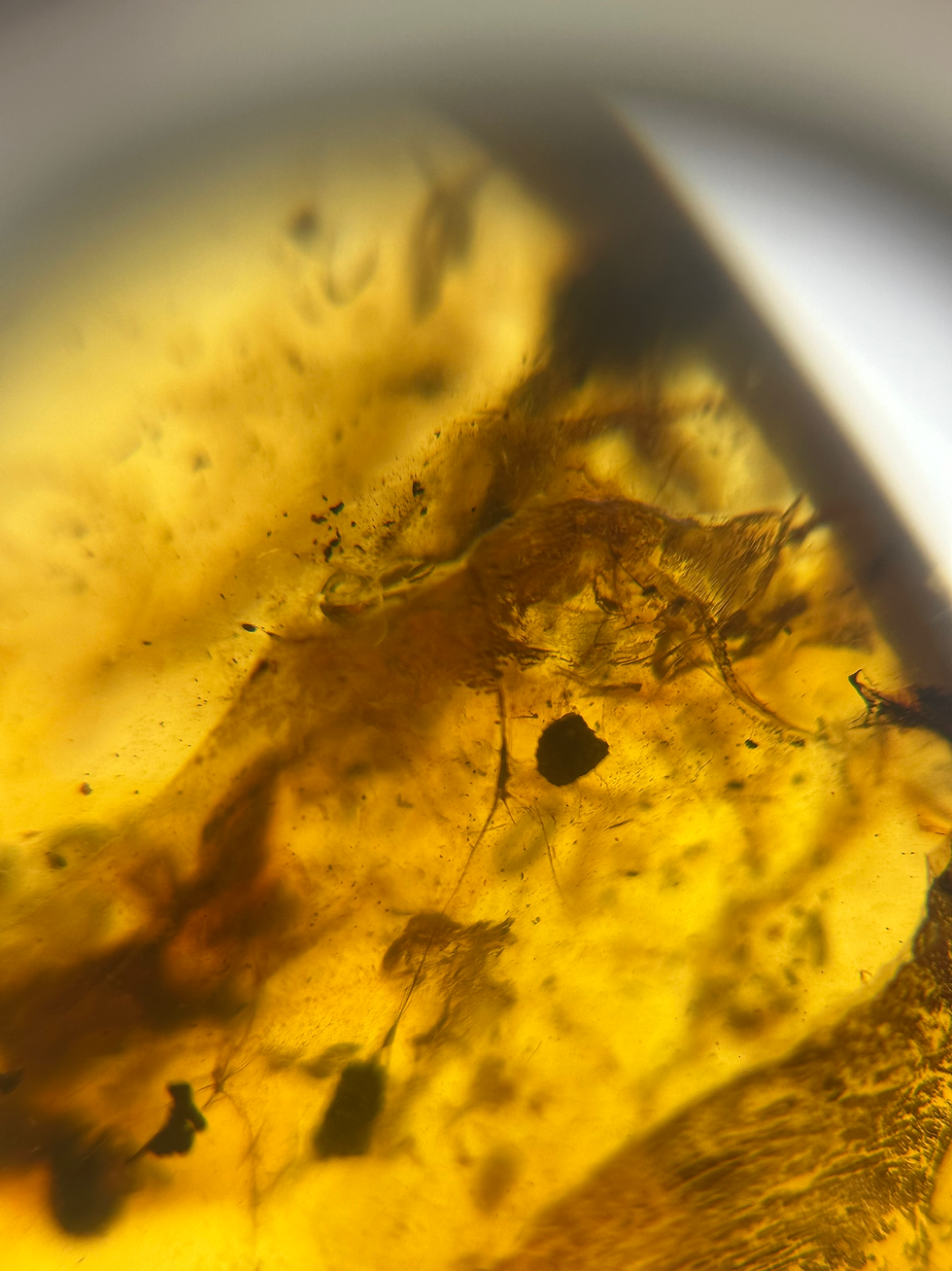 Thumbnail: Amber with insects #762 • Burmese amber with partial inclusions 
