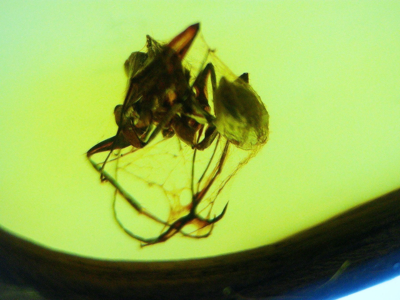 Ant caught in spiderwebs in amber