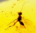 Dominican Amber with mosquito inclusion under a microscope