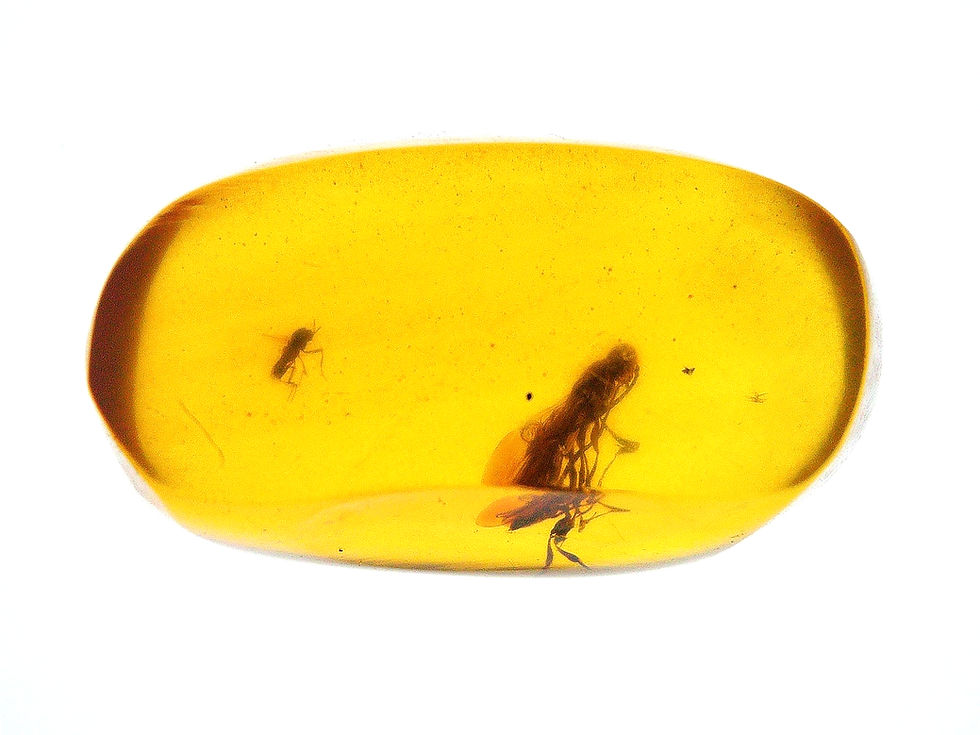 Thumbnail: Burmese amber with moth over light board