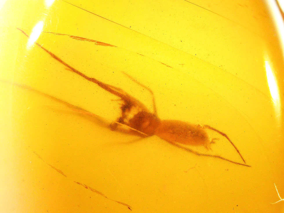 Burmese  silver ring amber with spider under a microscope