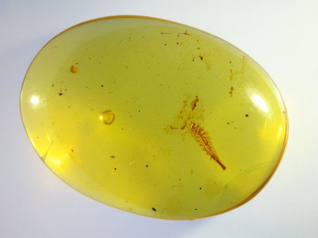 Larvae in Amber