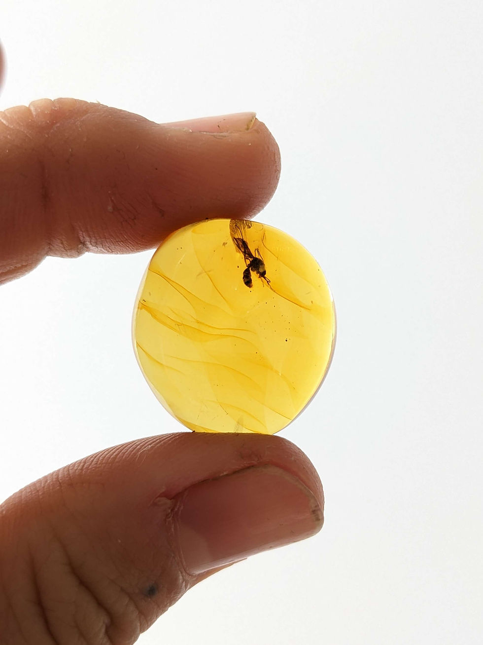 Thumbnail: Amber With Insects #251 • Extremely Clear Wasp In Cabochon 