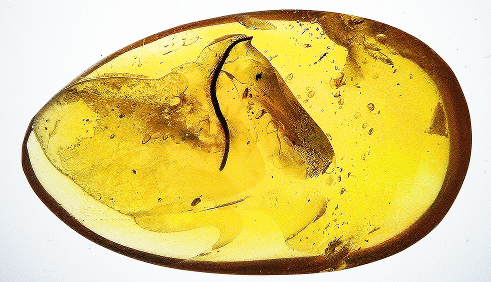 Burmese amber with millipede over light board