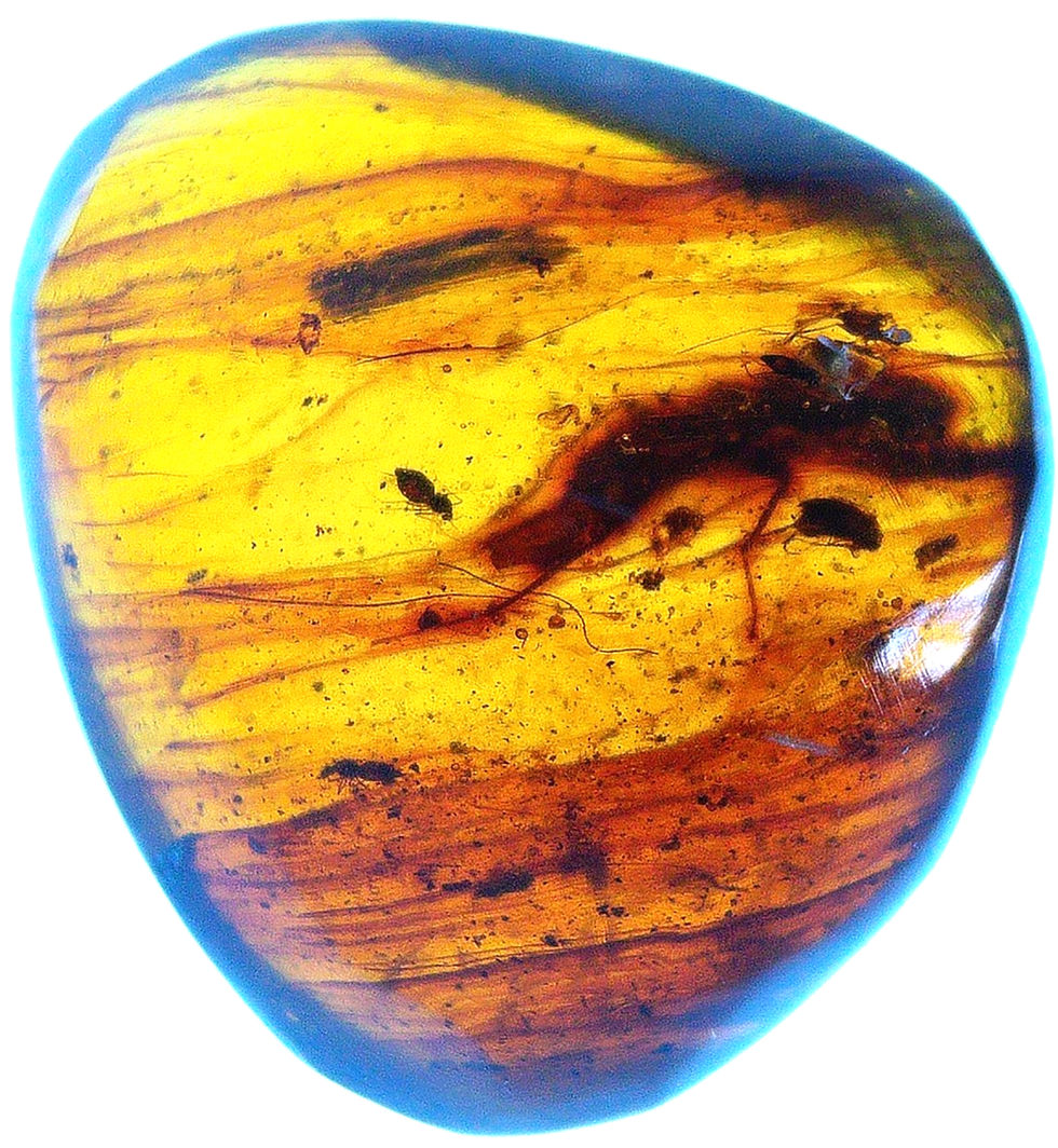 Thumbnail: Burmese amber with partially decomposed specimen over light board