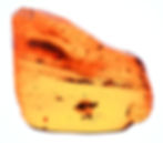 Burmese amber with wasp farting inclusion displayed on a light board