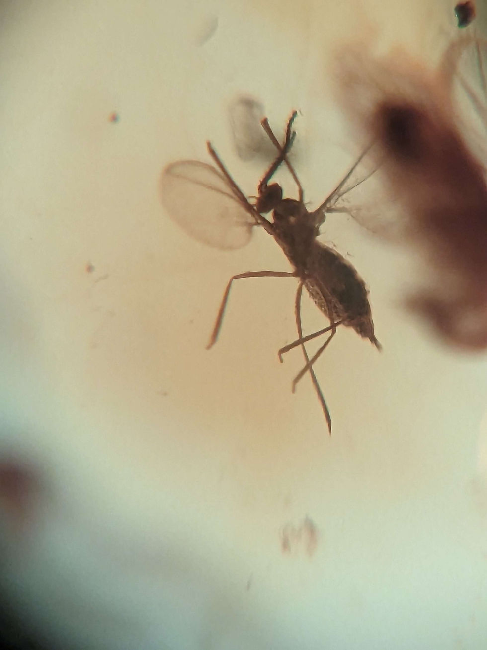Thumbnail: Amber with Insects #412 • Fly, Mosquitoes and More