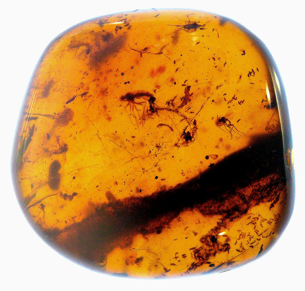 Thumbnail: Burmese amber with swarm of spring tails inclusion displayed on a light board