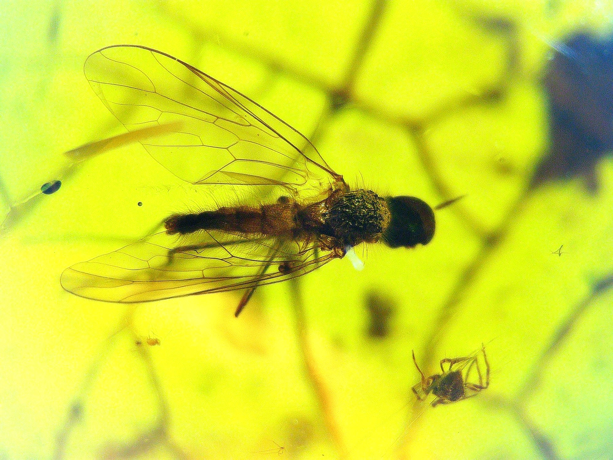 Burmese amber with fly and spider under microscope
