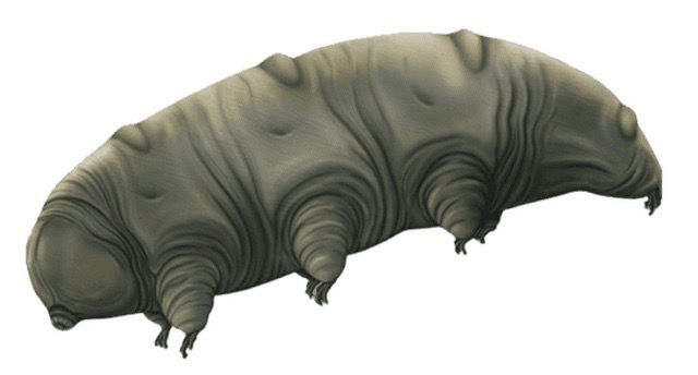 A tardigrade