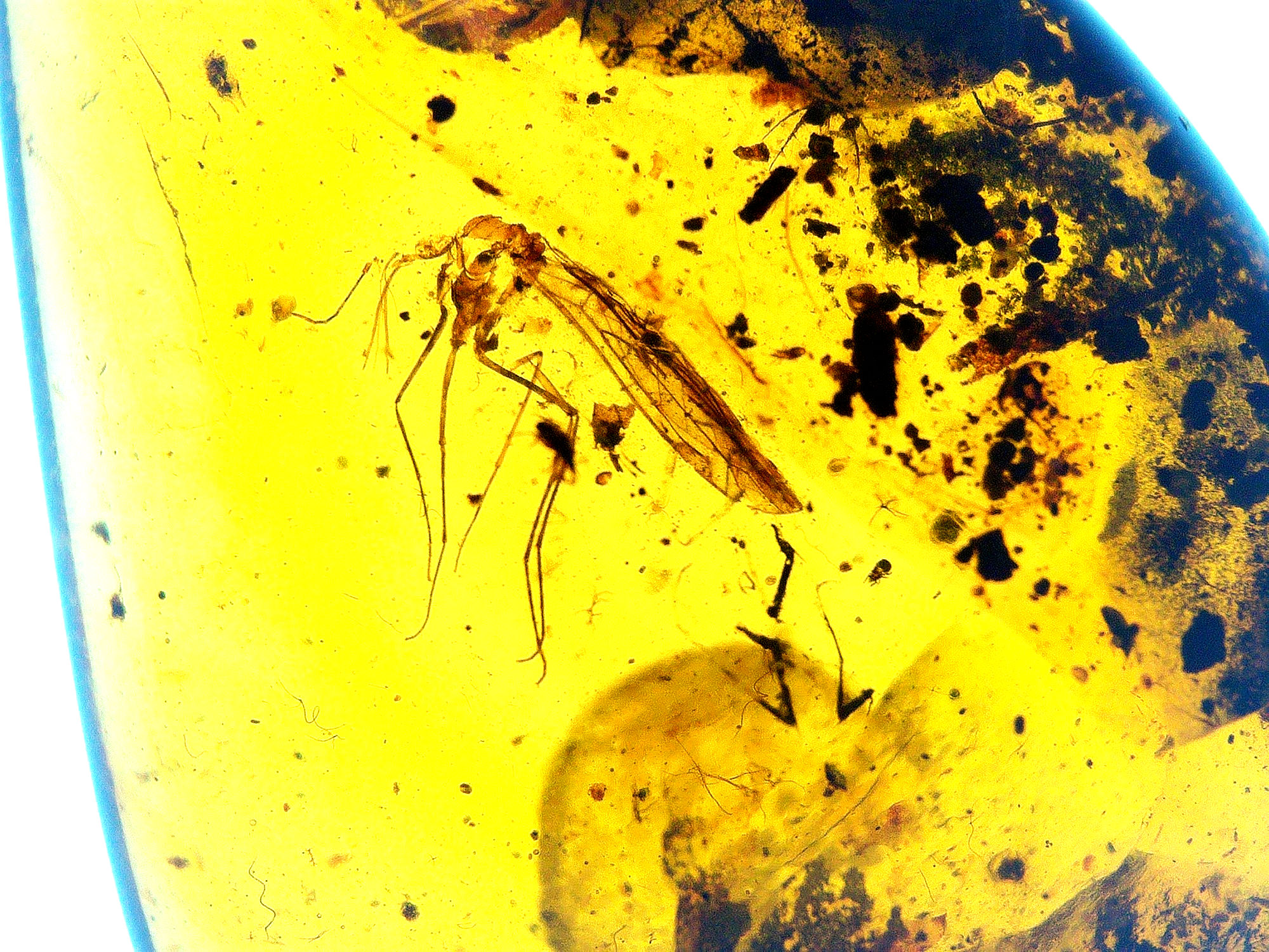 Burmese amber bundle with mosquito under microscope