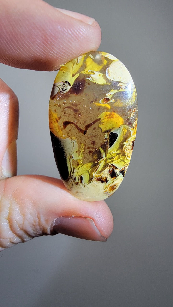 Lichens in Indonesian Amber 
