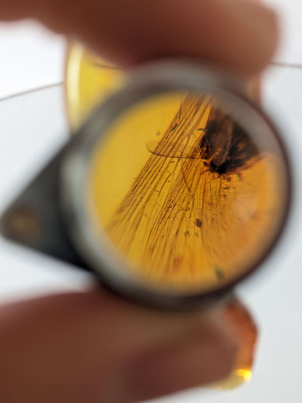 Thumbnail: Amber With Insects #267 • Large Clear Termite, Rare Size
