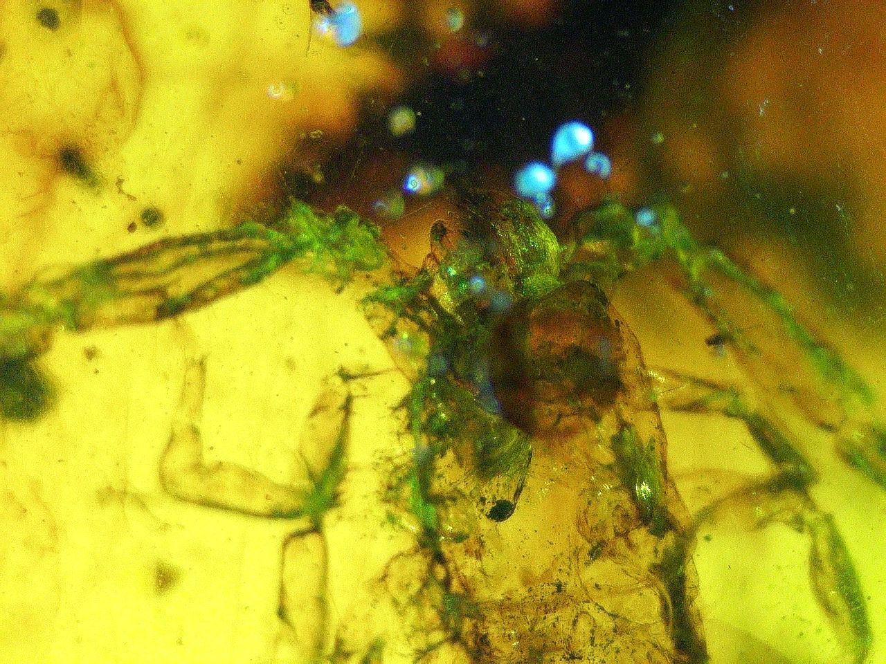 Scorpion with claws in amber