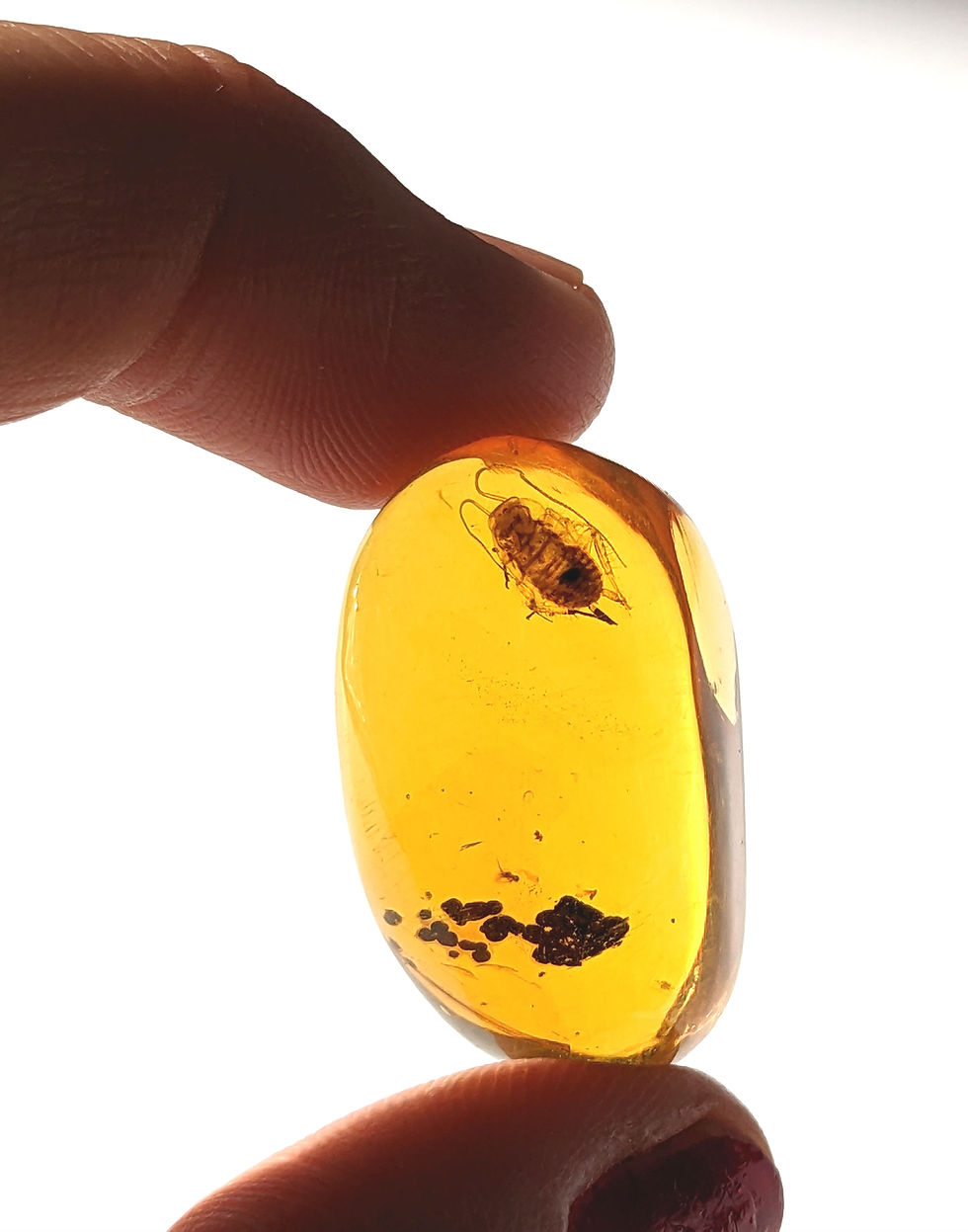 Thumbnail: Amber With Insects #182 • Large Clear Cockroach 