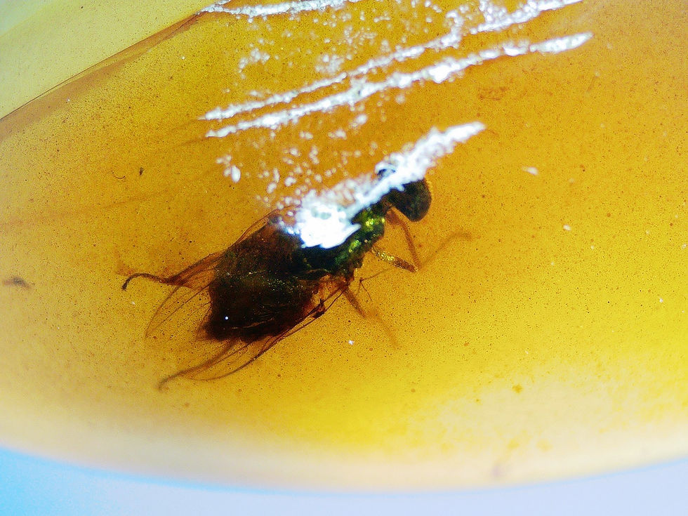 Thumbnail: Burmese amber 3 piece bundle under microscope