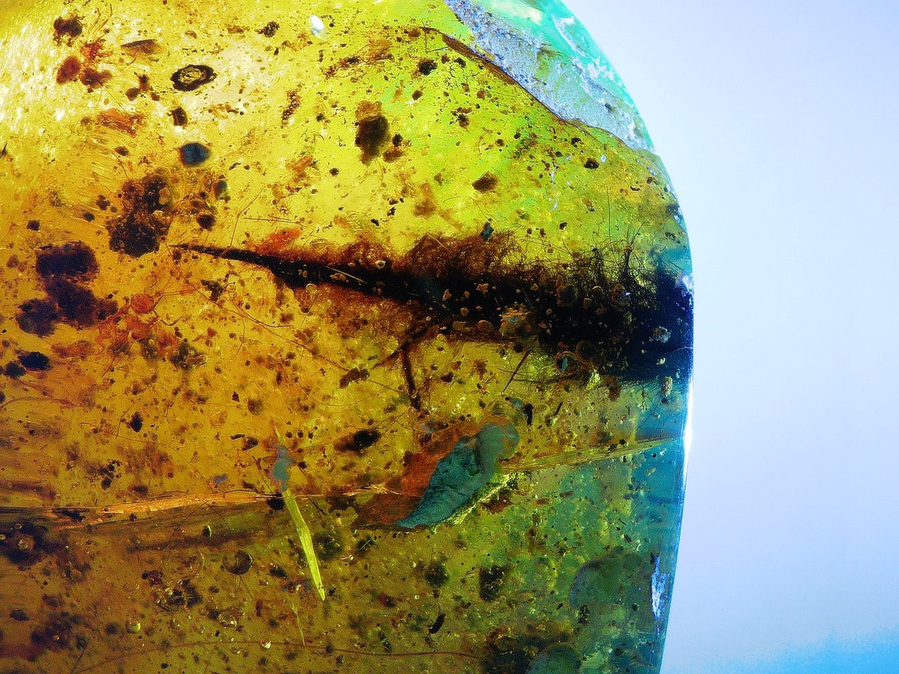 mammal tail in amber