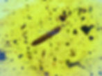 Burmese amber with larva and mosquitos under microscope