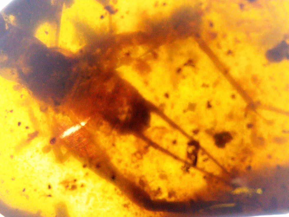 Thumbnail: Burmese Amber with cricket inclusion under a microscope
