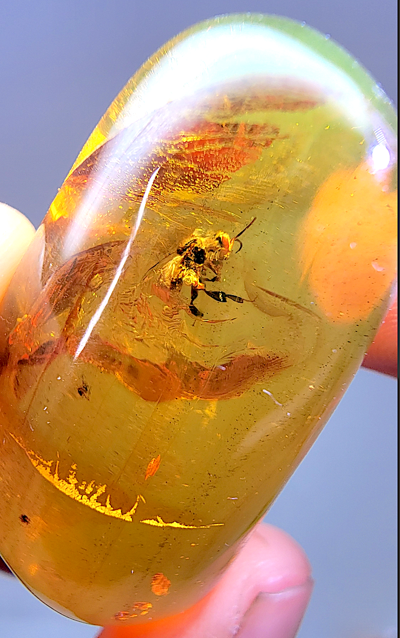 Dominican amber piece showing a stingless bee fossil.