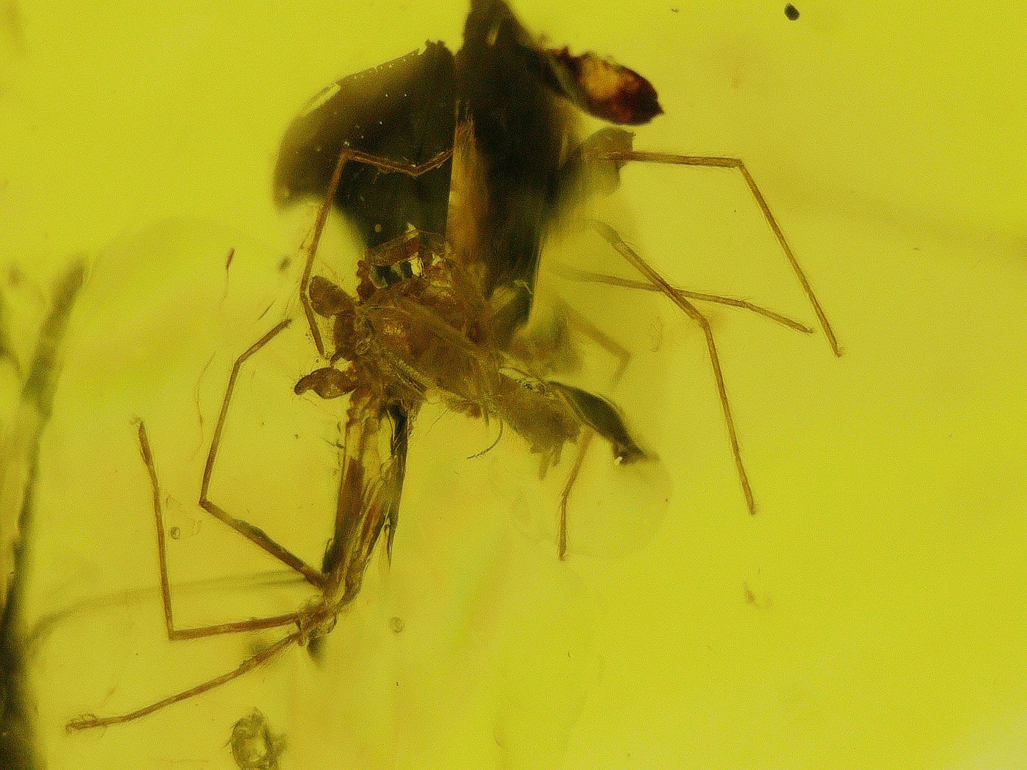Burmese amber with spider under microscope