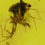 Thumbnail: Burmese amber with spider under microscope