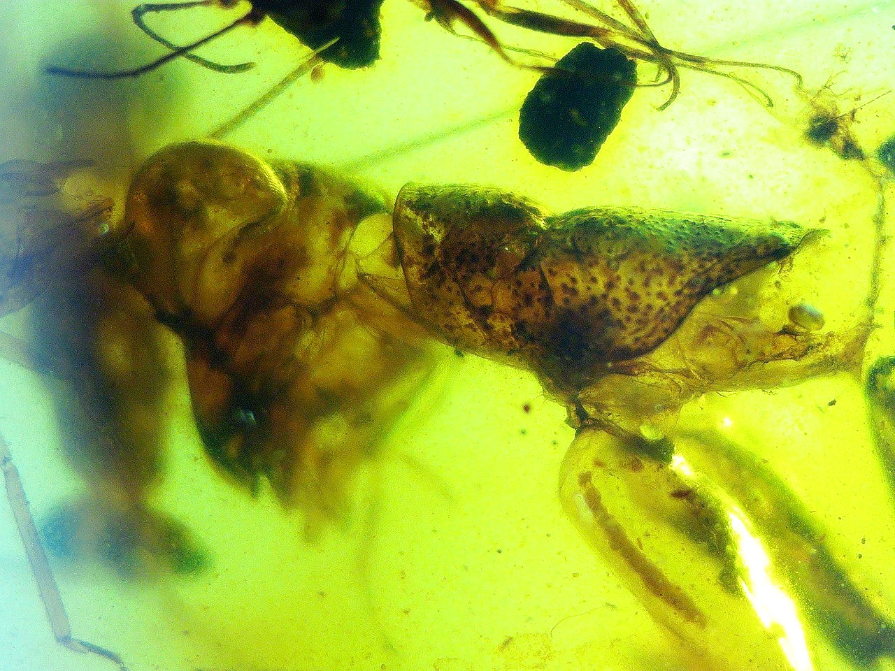 praying mantis in amber