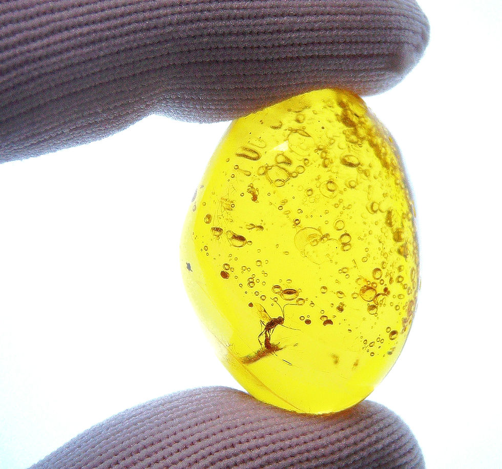 Dominican amber  wasp in rainstorm inclusion held by two fingers