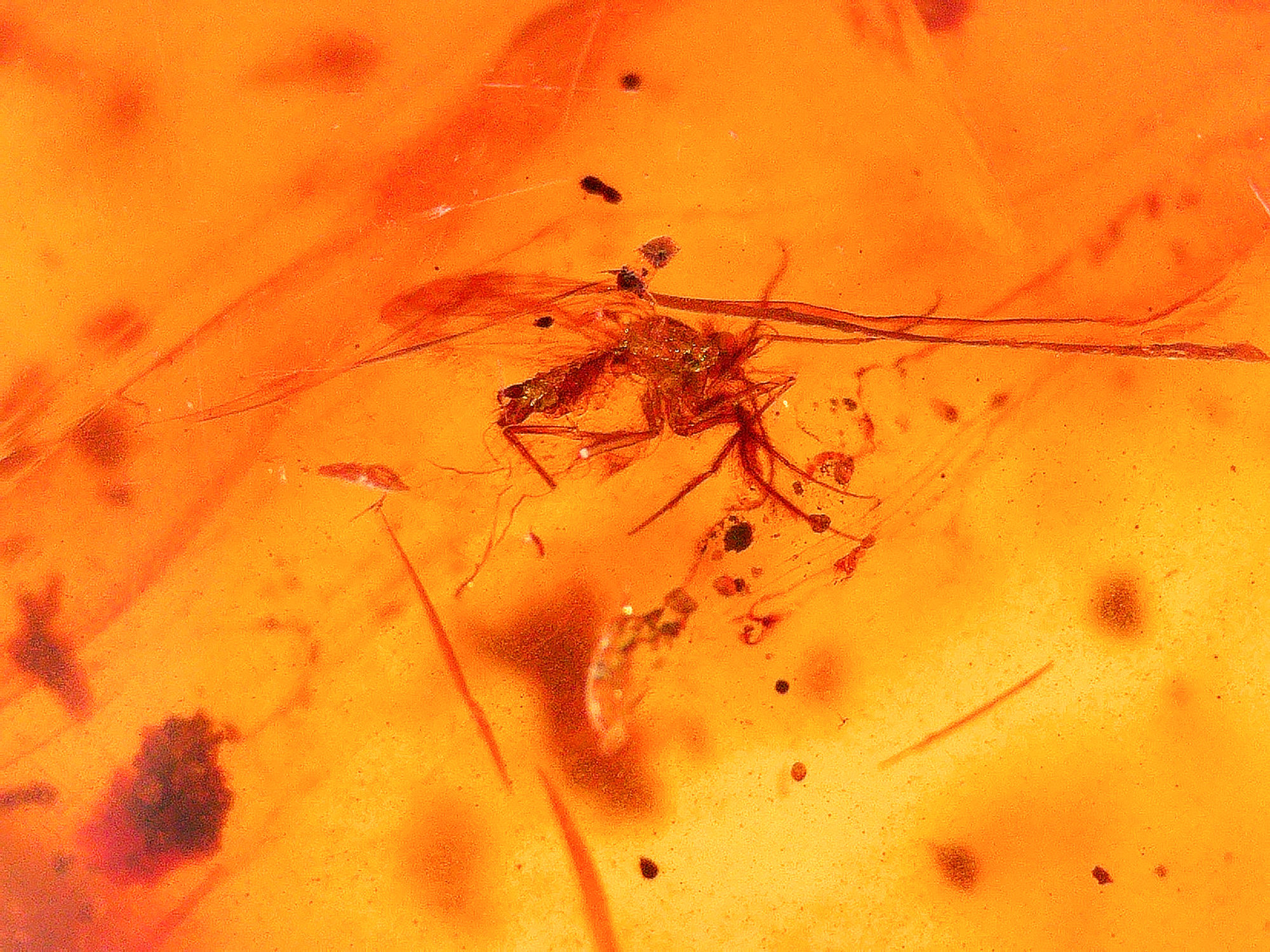 Burmese large amber multiple small insects inclusion under a microscope
