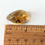 Thumbnail: Amber With Insects #253 • 2 Large Clear Termites, 1 Large Wasp