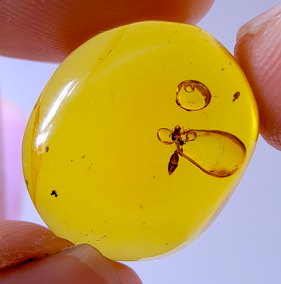 Dominican amber specimen with fossilized wasp and two enhydro bubbles, preserved in golden translucent resin.