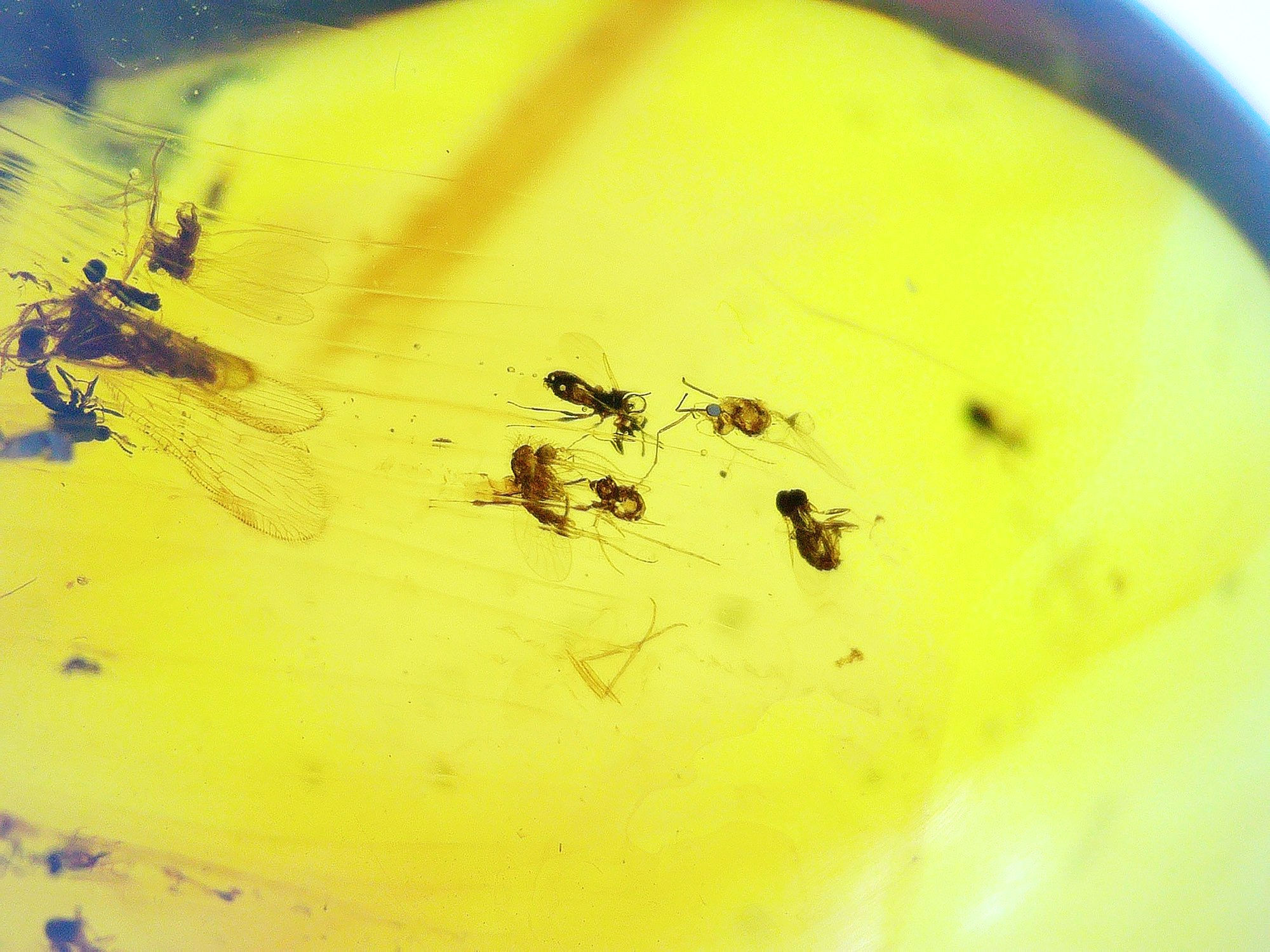 Burmese amber with mosquitos and beetle under microscope