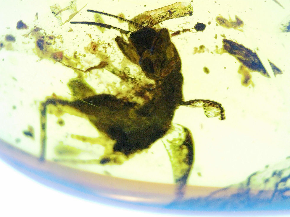 Burmese amber with unidentified insect under microscope