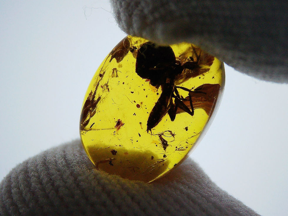 Thumbnail: Burmese amber with unidentified insect held by two fingers
