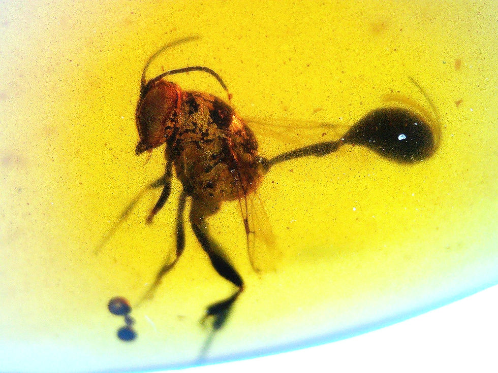 Burmese amber with wasp under microscope