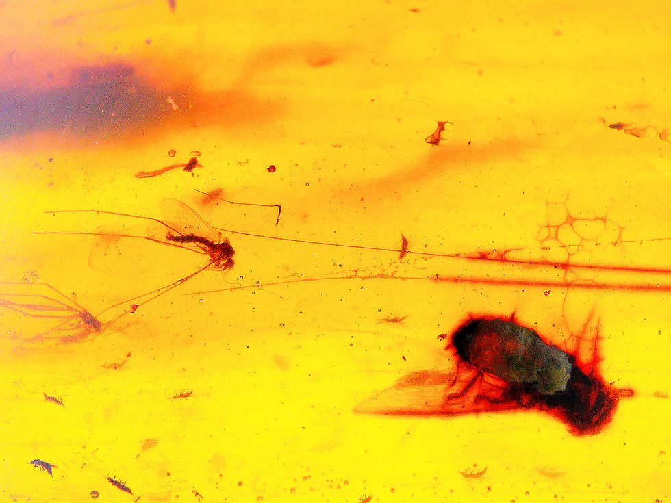 Thumbnail: Amber with insects #2185 • Burmese amber with caddisfly inclusion