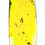 Thumbnail: Burmese Amber with spider inclusion displayed on a light board